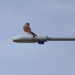 Falco cenchroides at Lawson, ACT - 29 Apr 2024