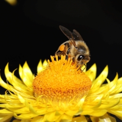 Apis mellifera (European honey bee) at ANBG - 1 May 2024 by TimL