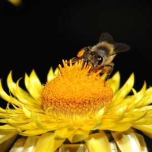 Apis mellifera at GG179 - 1 May 2024