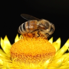 Apis mellifera at Undefined Area - 1 May 2024 12:37 PM