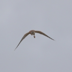 Falco cenchroides at Lawson, ACT - 29 Apr 2024