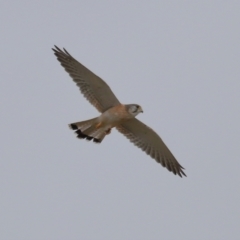 Falco cenchroides at Lawson, ACT - 29 Apr 2024