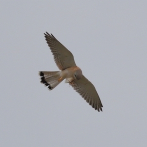 Falco cenchroides at Lawson, ACT - 29 Apr 2024