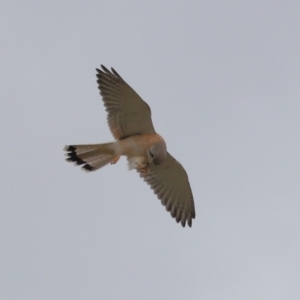 Falco cenchroides at Lawson, ACT - 29 Apr 2024