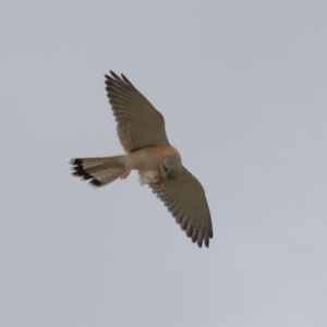 Falco cenchroides (Nankeen Kestrel) at Lawson, ACT by TimL