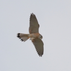 Falco cenchroides at Lawson, ACT - 29 Apr 2024