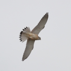 Falco cenchroides at Lawson, ACT - 29 Apr 2024