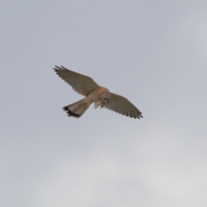 Falco cenchroides at Lawson, ACT - 29 Apr 2024