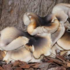 Omphalotus nidiformis (Ghost Fungus) at ANBG - 1 May 2024 by TimL