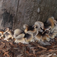 Omphalotus nidiformis at ANBG - 1 May 2024