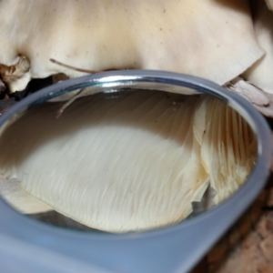 Omphalotus nidiformis at ANBG - 1 May 2024