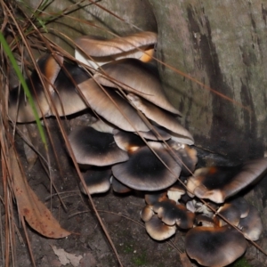 Omphalotus nidiformis at ANBG - 1 May 2024 12:48 PM