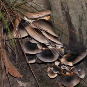 Omphalotus nidiformis (Ghost Fungus) at ANBG by TimL
