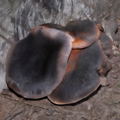 Omphalotus nidiformis at ANBG - 1 May 2024