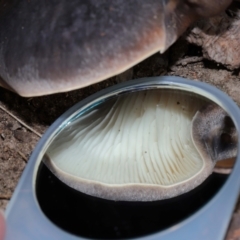 Omphalotus nidiformis at ANBG - 1 May 2024