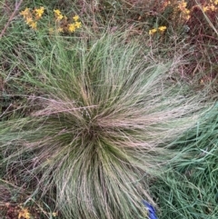 Nassella trichotoma (Serrated Tussock) at The Fair, Watson - 31 Jan 2024 by waltraud