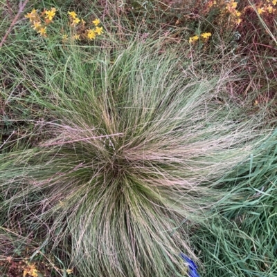 Nassella trichotoma (Serrated Tussock) at Watson, ACT - 31 Jan 2024 by waltraud