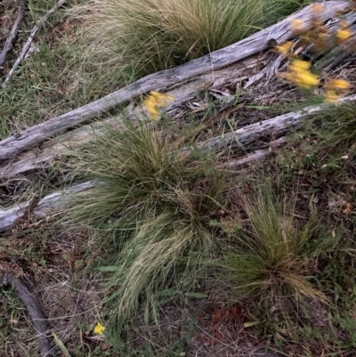 Nassella trichotoma (Serrated Tussock) at The Fair, Watson - 31 Jan 2024 by waltraud