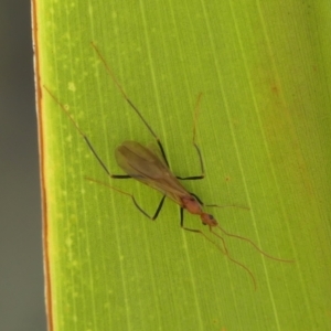 Leptomyrmex sp. (genus) at Wingecarribee Local Government Area - 2 Apr 2024