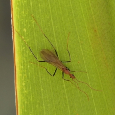 Leptomyrmex sp. (genus) (Spider ant) at Braemar, NSW - 2 Apr 2024 by Curiosity