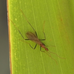 Leptomyrmex sp. (genus) (Spider ant) at Braemar, NSW - 2 Apr 2024 by Curiosity