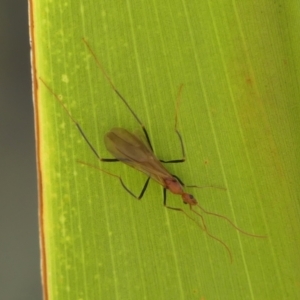 Leptomyrmex sp. (genus) (Spider ant) at Braemar by Curiosity