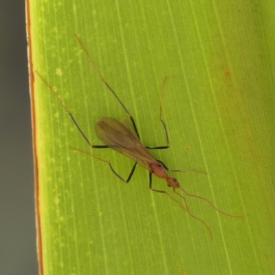 Leptomyrmex sp. (genus) (Spider ant) at Braemar - 2 Apr 2024 by Curiosity