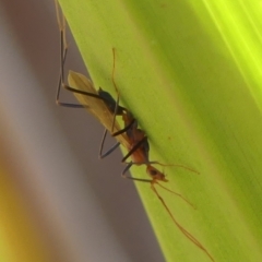 Leptomyrmex sp. (genus) at Wingecarribee Local Government Area - 2 Apr 2024