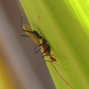 Leptomyrmex sp. (genus) at Wingecarribee Local Government Area - 2 Apr 2024 03:11 PM