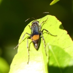 Calopompilus sp. (genus) (Spider wasp) at Braemar - 16 Apr 2024 by Curiosity