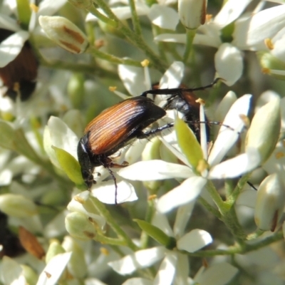 Phyllotocus navicularis (Nectar scarab) at Pollinator-friendly garden Conder - 12 Dec 2023 by MichaelBedingfield