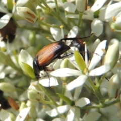 Phyllotocus navicularis (Nectar scarab) at Conder, ACT - 12 Dec 2023 by michaelb