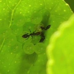 Myrmicinae (subfamily) at Wingecarribee Local Government Area - 25 Apr 2024 by Curiosity