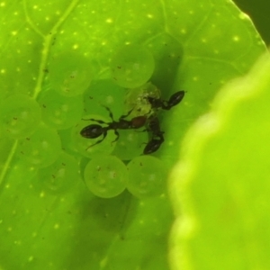 Myrmicinae (subfamily) at Wingecarribee Local Government Area - 25 Apr 2024 10:41 AM