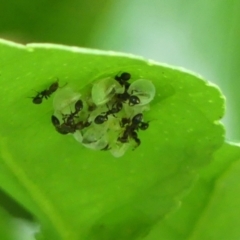 Myrmicinae (subfamily) at Wingecarribee Local Government Area - 25 Apr 2024 10:41 AM