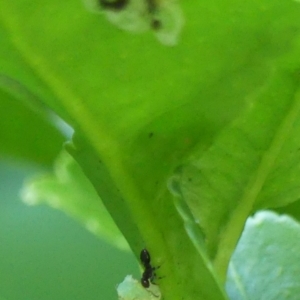 Myrmicinae (subfamily) at Wingecarribee Local Government Area - 25 Apr 2024 10:41 AM