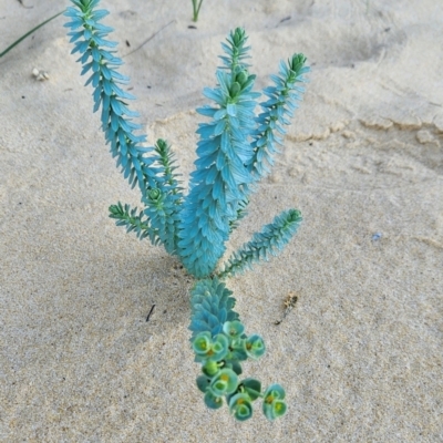 Euphorbia paralias (Sea Spurge ) at Bournda, NSW - 27 Apr 2024 by BethanyDunne