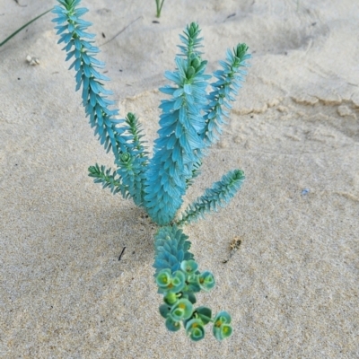 Euphorbia paralias (Sea Spurge ) at Bournda National Park - 28 Apr 2024 by BethanyDunne