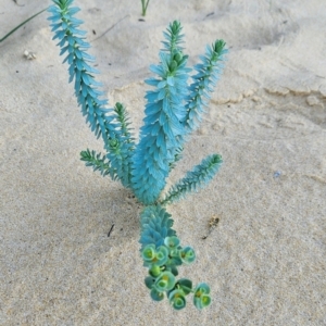 Euphorbia paralias (Sea Spurge ) at Bournda National Park by BethanyDunne