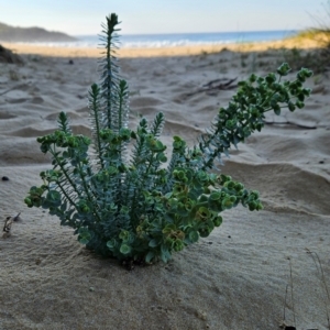 Euphorbia paralias at Bournda National Park - 28 Apr 2024 08:44 AM