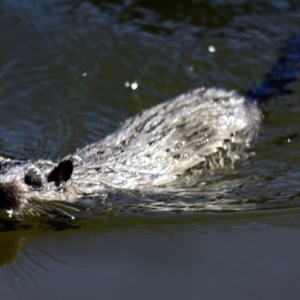 Hydromys chrysogaster (Rakali or Water Rat) at Lake Ginninderra by Thurstan