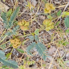 Neptunia xanthonema at Birdsville, QLD - 2 May 2024 by Mike