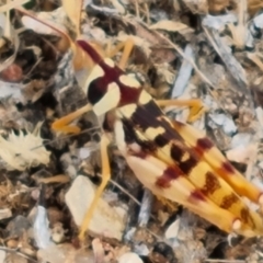 Unidentified Grasshopper, Cricket or Katydid (Orthoptera) at Birdsville, QLD - 2 May 2024 by Mike