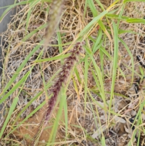 Cenchrus ciliaris at Birdsville, QLD - 2 May 2024