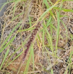 Unidentified Grass at Birdsville, QLD - 2 May 2024 by Mike