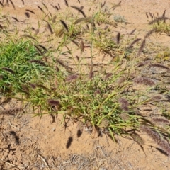 Cenchrus ciliaris at Birdsville, QLD - 2 May 2024