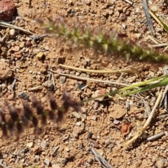 Cenchrus ciliaris at Birdsville, QLD - 2 May 2024