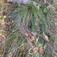 Nassella trichotoma at Mount Majura - 1 Apr 2024