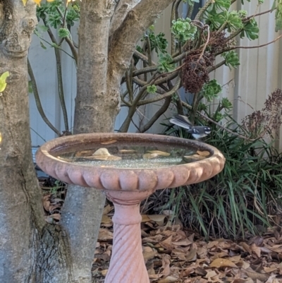 Rhipidura albiscapa (Grey Fantail) at North Albury, NSW - 1 May 2024 by Darcy