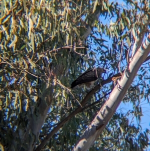 Haliastur sphenurus at Albury - 2 May 2024